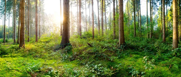 Schöner Wald Morgen — Stockfoto