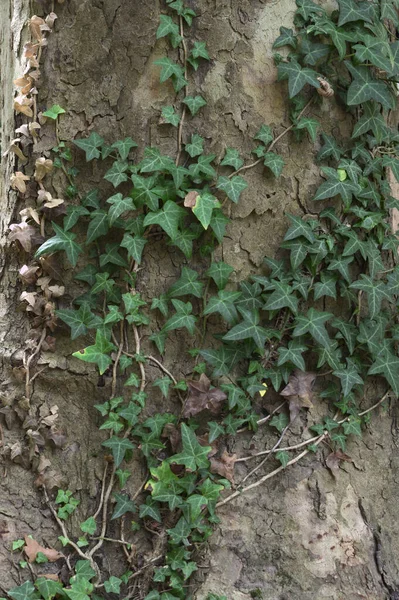 树干中的藤蔓植物 用于背景和结构 — 图库照片