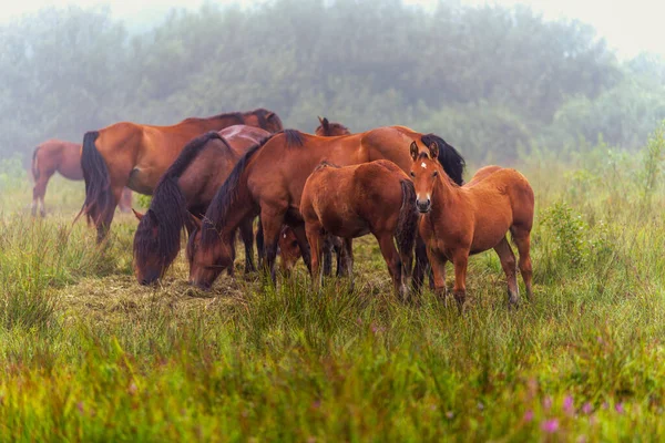 Lovak Csordája Eszik Mezőn Ködben Lovak Egy Ködös Réten Ősszel — Stock Fotó