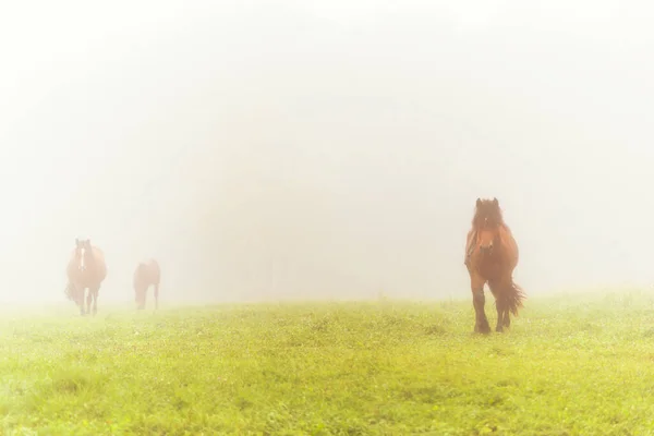 Стадо Лошадей Пасущихся Лугу Тумане Лошади Маленьком Туманном Лугу Осенью — стоковое фото