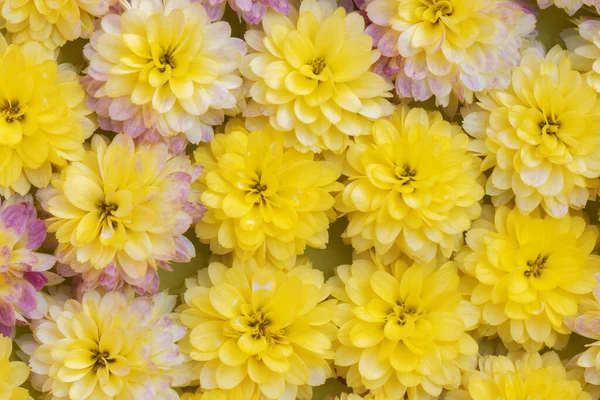 Ковер Цветов Ярко Желтых Хризантем Немного Фиолетовым Фона Германия — стоковое фото