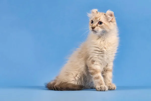Cat American Curl Felis Silvestris Catus Długie Włosy Siadanie Niebieski — Zdjęcie stockowe