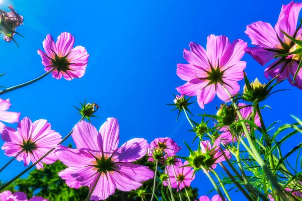 Flower Meadow Bloom Perspective Beetle Looks Sky — Stock Photo, Image