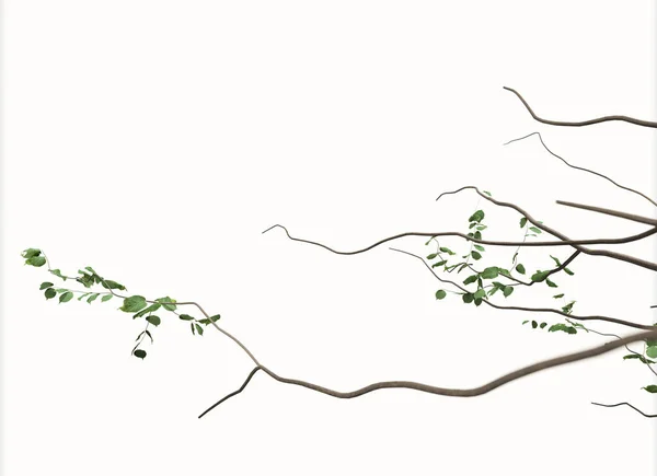 Bonsai Baum Wurfarme Zur Dekoration Gestaltungselement Illustration — Stockfoto