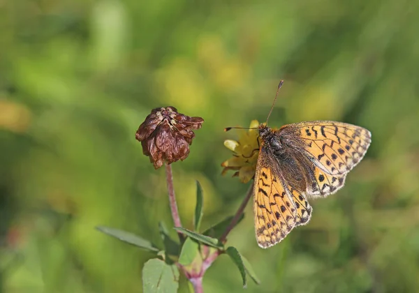 High Alpine Pearl Butterfly Alpine Mat Mother Butterfly Boloria Pales — Stock Photo, Image