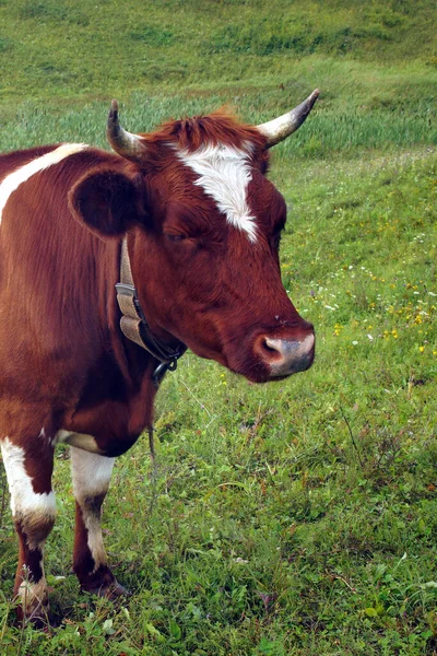 Sommer Frisst Eine Braune Kuh Grünes Gras Auf Der Weide — Stockfoto