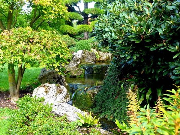 Красивий Сад Зеленими Рослинами Парку — стокове фото