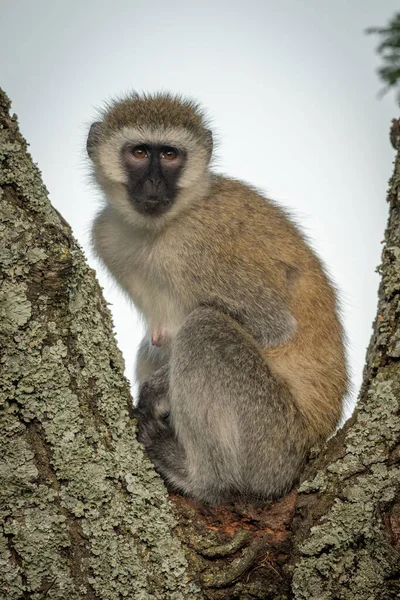 ベルベット猿は木の上を見上げて座っている — ストック写真