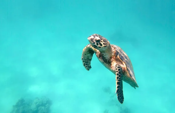 Cute Green Sea Turtle Chelonia Mydas Swim Swims Turquoise Water — Stock Photo, Image