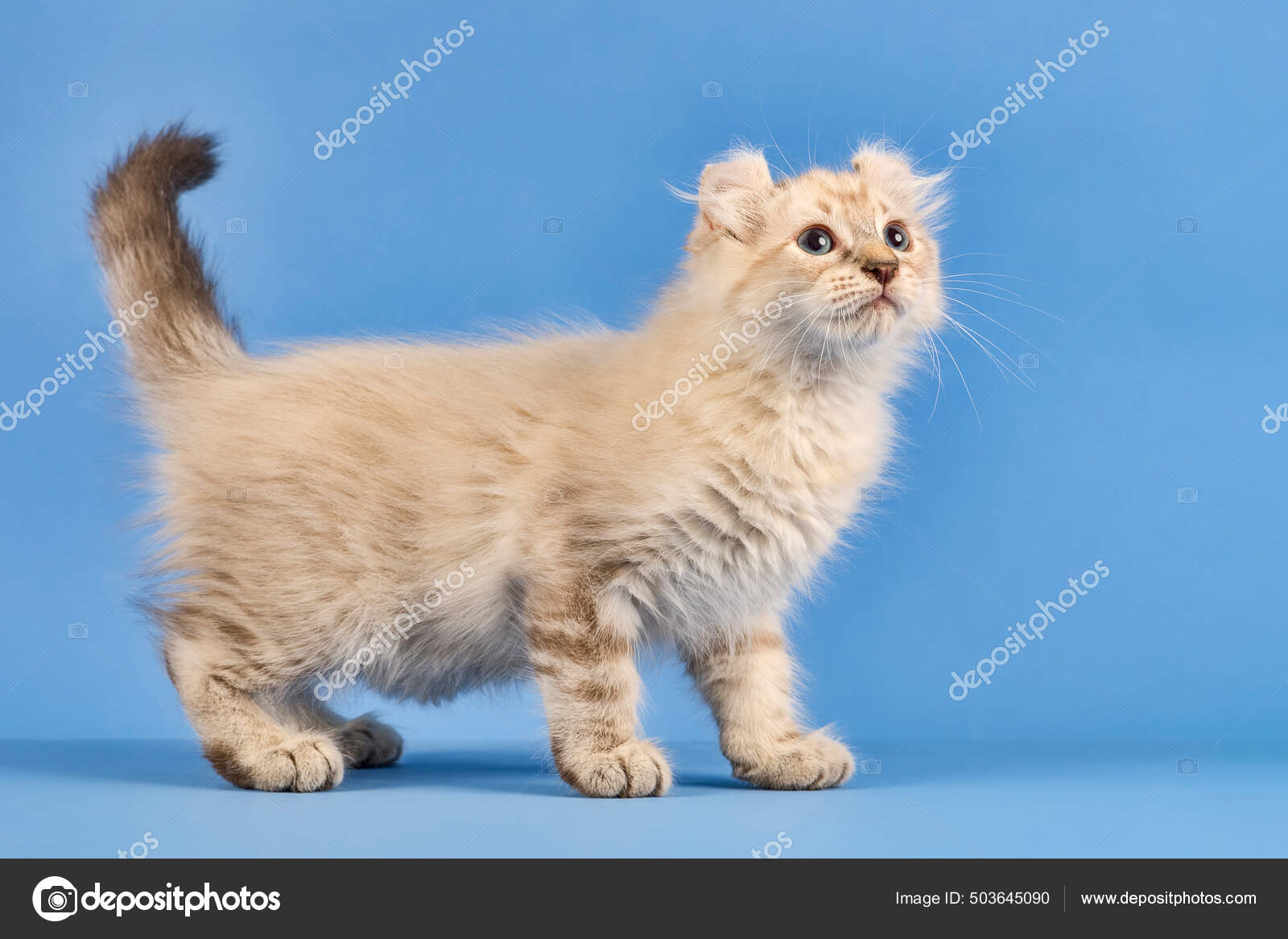 Cat American Curl Felis Silvestris Catus Longhair Standing