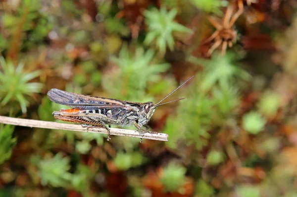 Gros Plan Bug Nature Sauvage — Photo