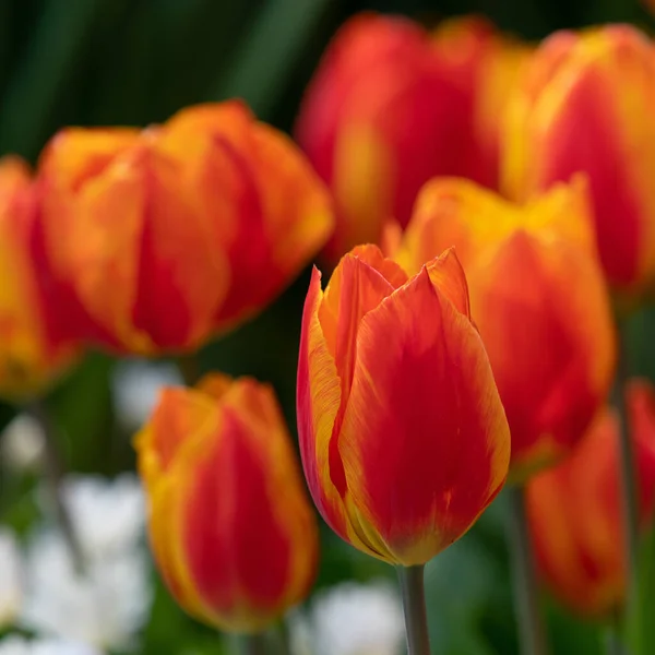 春の花の近くにチューリップ チューリップ — ストック写真