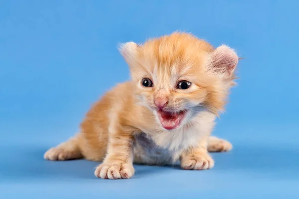 青い背景に可愛い子猫ちゃん — ストック写真