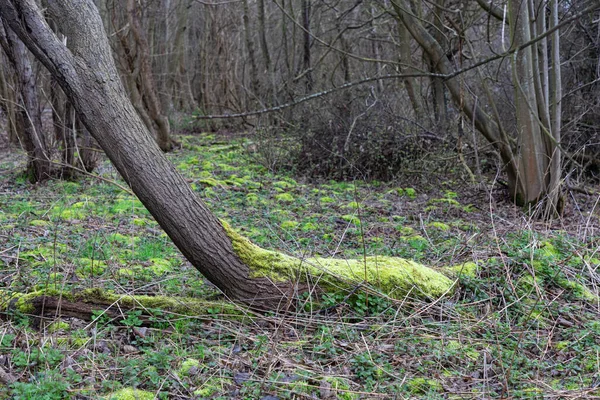 Tiro Perto Toco Árvore Uma Floresta — Fotografia de Stock