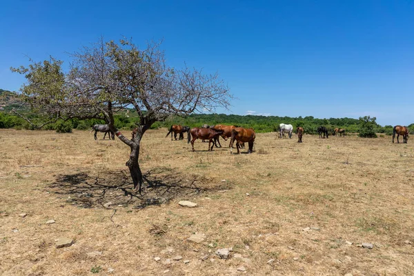 Wilde Paarden Uit Kaap Emine Bulgaarse Zwarte Zeekust — Stockfoto