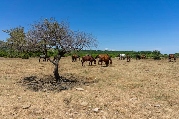 Wilde Paarden Uit Kaap Emine Bulgaarse Zwarte Zeekust — Stockfoto