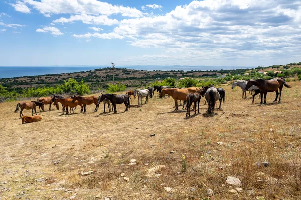 Divocí Koně Mysu Emine Bulharské Pobřeží Černého Moře — Stock fotografie