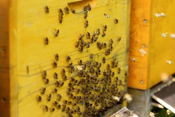 Muchas Abejas Están Trabajando Una Colmena Amarilla — Foto de Stock