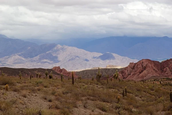 Cardon Kaktus Los Cardones Nationalpark Argentinien Das Holz Dieser Art — Stockfoto