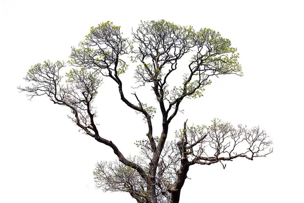 Arbre Automne Avec Belle Verrière Isolée Sur Fond Blanc — Photo