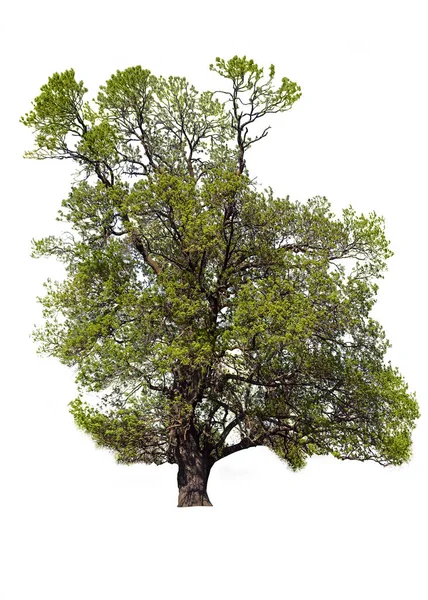 Träd Hösten Med Vacker Kapell Isolerad Vit Bakgrund — Stockfoto