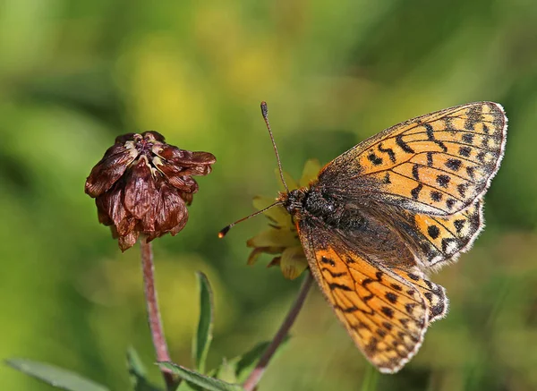 Macro High Alpine Mother Butterfly Alpine Mat Mother Butterfly Boloria — Stock Photo, Image