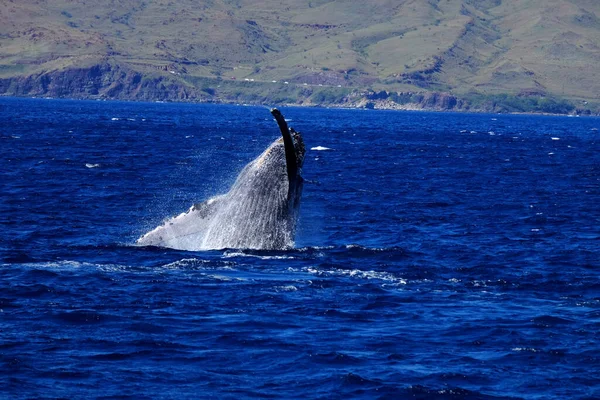 Bultrug Walvis Patagonië Argentinië — Stockfoto