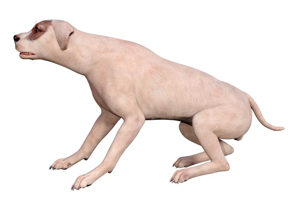3D渲染可爱的狗 — 图库照片