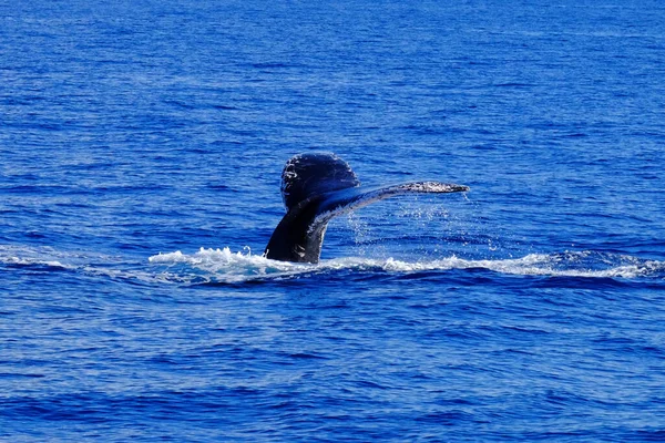 Baleine Dans Mer — Photo