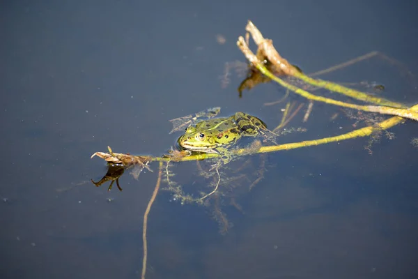 Żaba Rzece — Zdjęcie stockowe