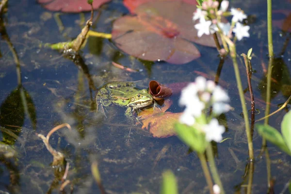 水里的青蛙 — 图库照片