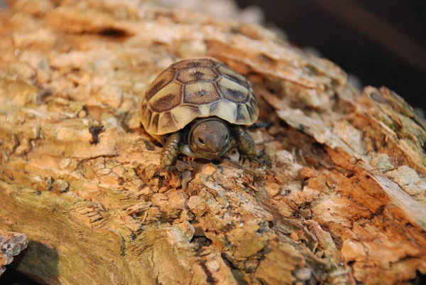 Schildkröte Auf Dem Boden — Stockfoto