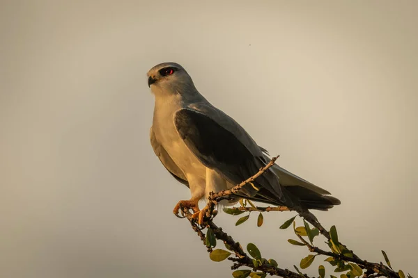 Zwart Shouldered Kite Lommerrijke Tak Naar Links — Stockfoto