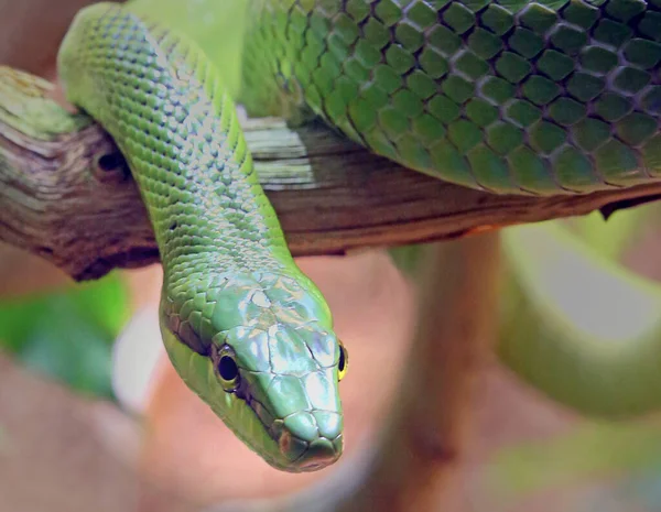 Közelkép Hegyes Fejű Kígyó Gonyosoma Oxycephalum — Stock Fotó