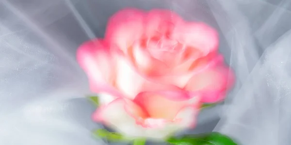 Rosa Flor Blanca Una Rosa Suave Soñadora — Foto de Stock