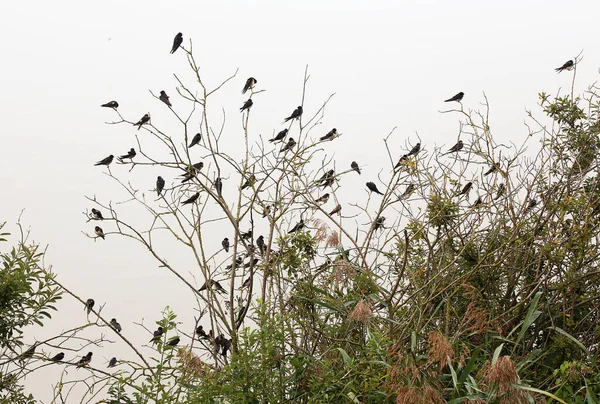 Vogelnest Auf Einem Baum Wald — Stockfoto