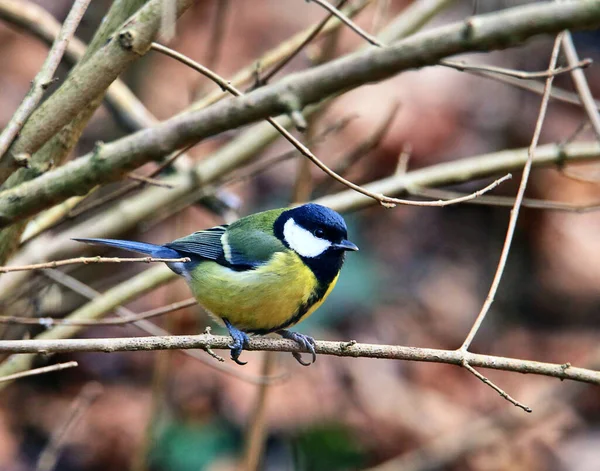 Pájaro Está Sentado Una Rama Árbol —  Fotos de Stock