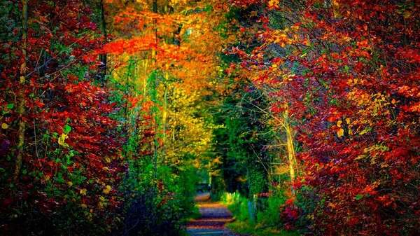 Jesienny Las Kolorowymi Liśćmi — Zdjęcie stockowe