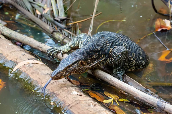 Krokodil Vízben — Stock Fotó