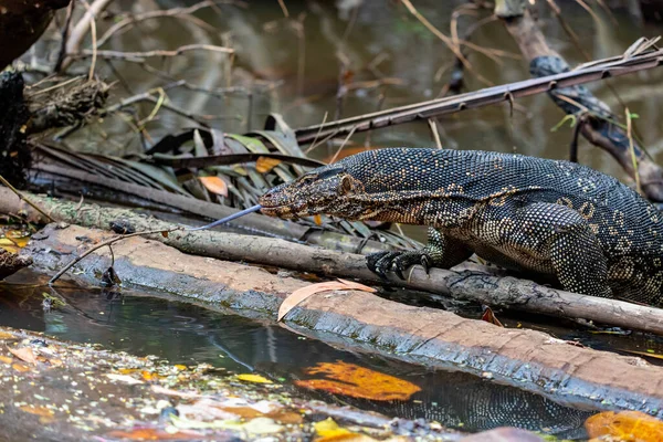 Head Detail Large Malayan Water Monitor Rice Lizard Varanus Salvator — Stock Photo, Image