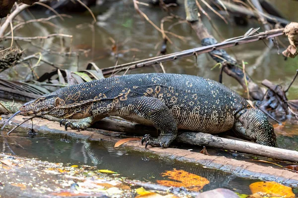 Büyük Malezya Zleyicisi Veya Pirinç Kertenkelesi Varanus Kurtarıcısı Altındaki Bir — Stok fotoğraf