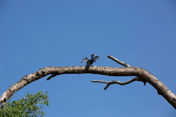 Cormoran Perché Haut Sur Arbre Séchant Ses Ailes Déployées Après — Photo