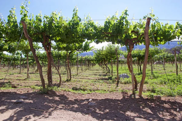 Vineyard Cafayate Argentina Wine Route Argentina Argentina Wine Route Enotourism — Stock Photo, Image