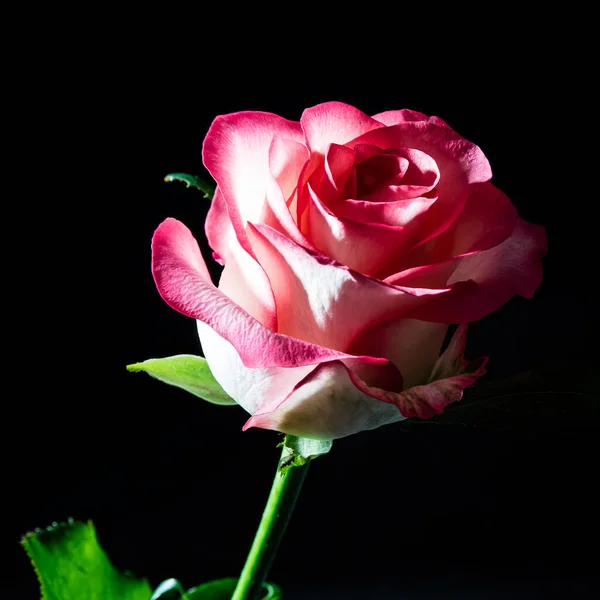 Różowo Biały Kwiat Róży Jako Tajne Zdjęcie — Zdjęcie stockowe