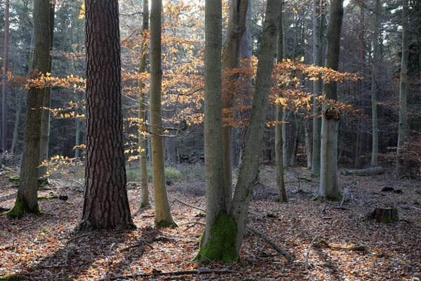 Bosque Otoño Por Mañana — Foto de Stock