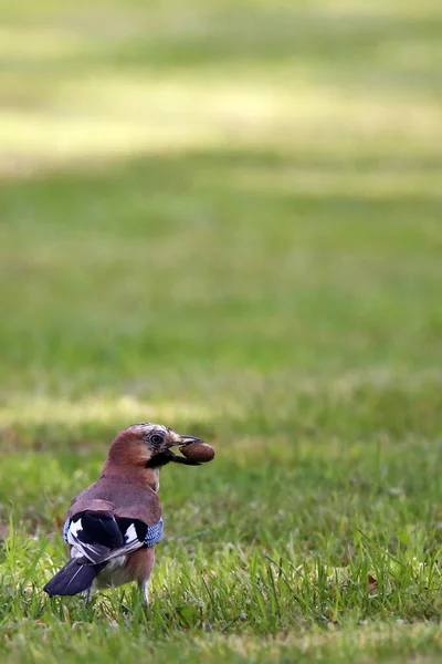 Perro Parque — Foto de Stock