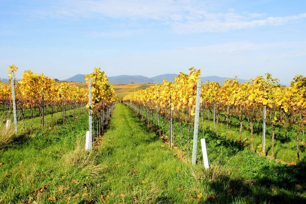 Viñedo Región Chianti Italia — Foto de Stock