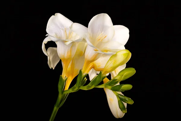 Gyönyörű Sárga Liliom Virág Fekete Háttér — Stock Fotó
