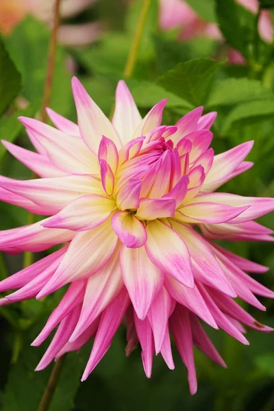 Piękny Kwiat Dahlii Ogrodzie Botanicznym Lecie — Zdjęcie stockowe