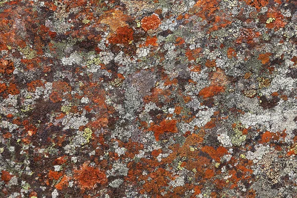 Colorida Vegetación Líquenes Sobre Rocas Felbertal Cerca Mittersill — Foto de Stock